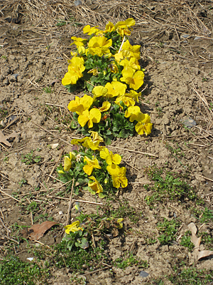 pansy mulched